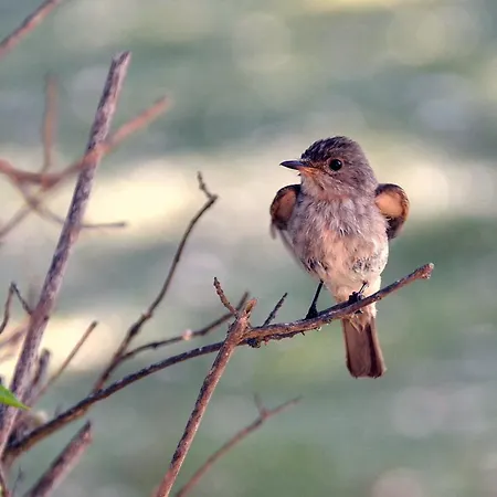 Vila L'hacienda Piscine Chauffee A 28, Spa, Boulodrome Et Court De Tennis Prives, 2 Independantes