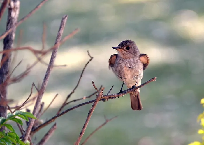 Villa L'hacienda Piscine Chauffee A 28, Spa, Boulodrome Et Court De Tennis Prives, 2 Independantes